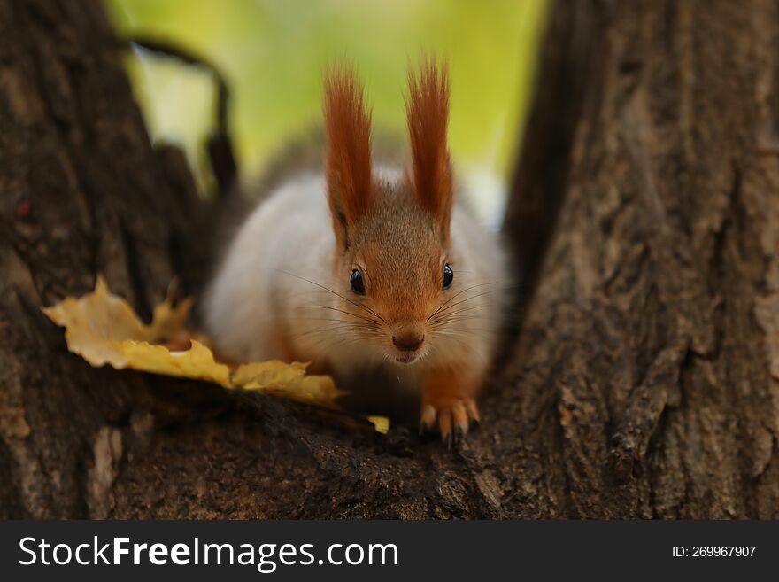 cute red squirrel on the tree in the park