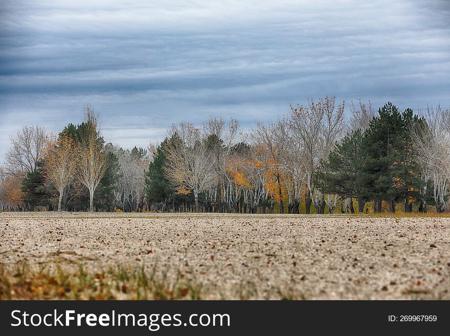 autumn landscape with trees out of city