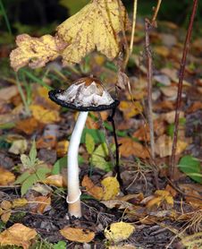 Shaggy Mane Wild Mushroom Royalty Free Stock Photos Shaggy Mane Wild Mushroom Royalty Free Stock Photos