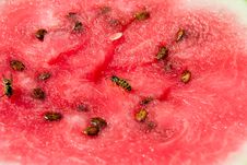 Wasp On Melon Royalty Free Stock Photo