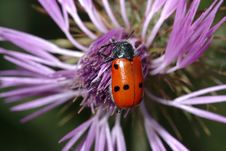 Bug On Flower Royalty Free Stock Photo Bug On Flower Royalty Free Stock Photo