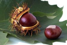 Two Chestnuts Over Leaf Stock Photography