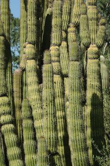 Organ Pipe Cactus Stock Image