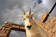 Young Mtn. Goat On Building At Mt. Evans Royalty Free Stock Photo