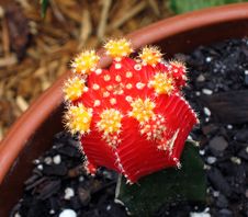 Moon Cactus Bloom Stock Images Moon Cactus Bloom Stock Images