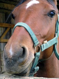 Horse Stock Photos Horse Stock Photos