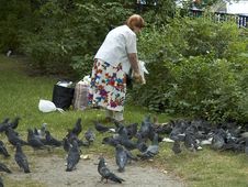 Lady Feeding Pigeons Stock Photos Lady Feeding Pigeons Stock Photos
