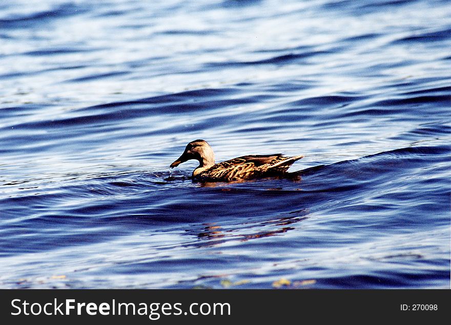 Duck on contrasting water