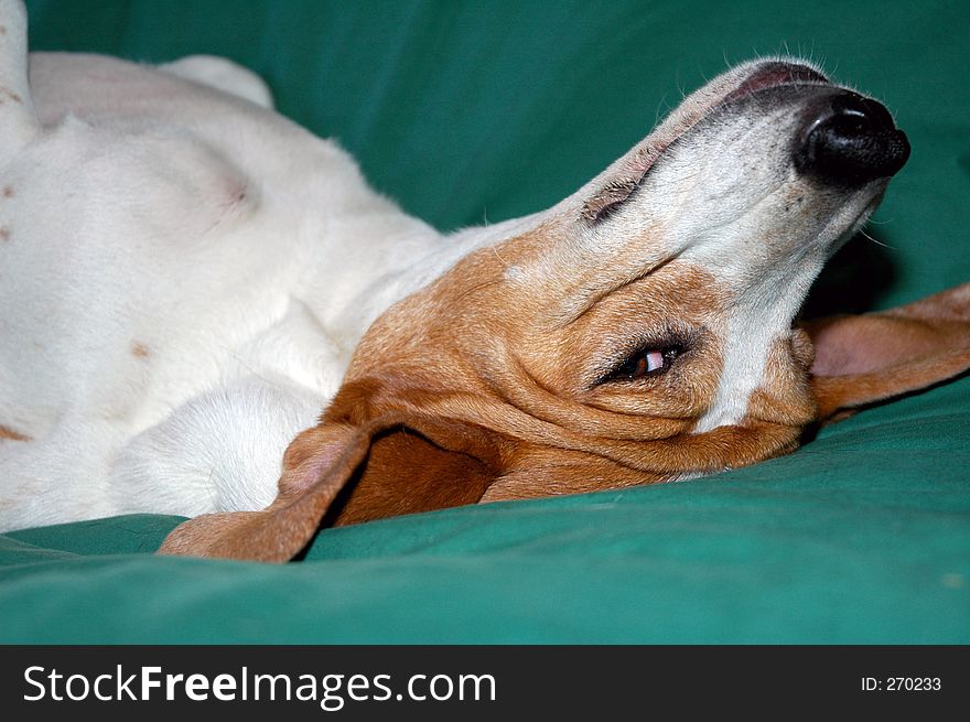 Dog-Beagle portrait. Dog-Beagle portrait