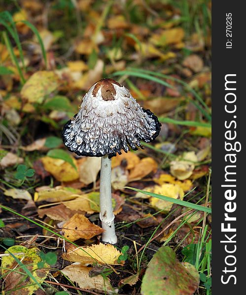 Shaggy Mane wild mushroom in forest. Shaggy Mane wild mushroom in forest