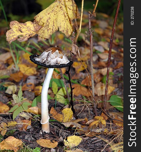 Shaggy Mane wild mushroom