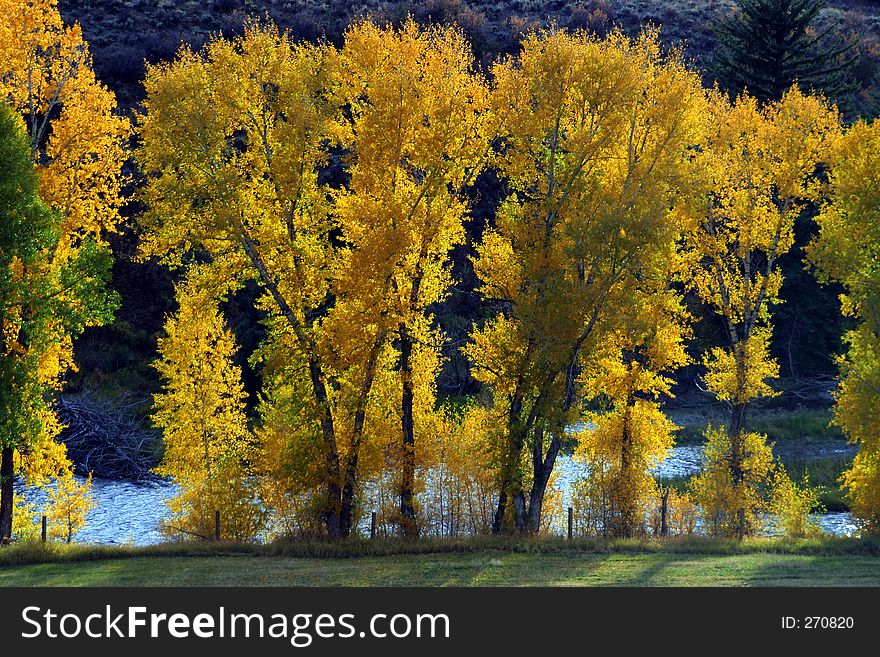 Autumn trees in front of blue river