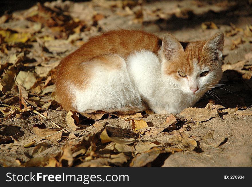 Red-white kitten on the autumn sand