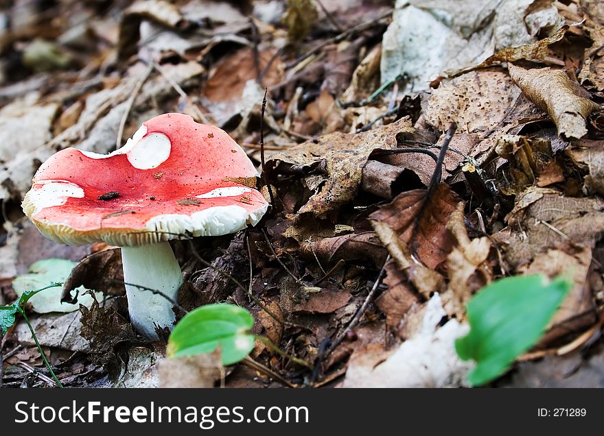 Red cap mushroom in dead leaves