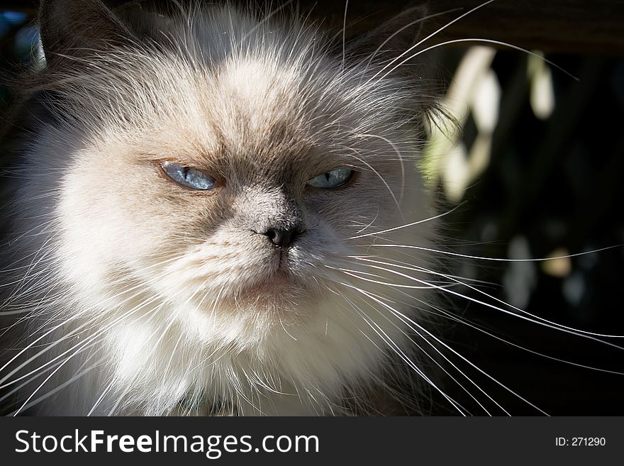 A blue point himalayan cat relaxing on the floor