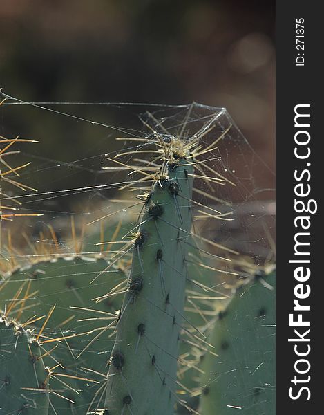 Web covered catus spines possible metaphor use