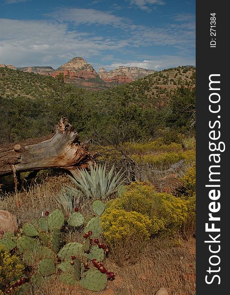 Arizona desert landscape with mountain background. Arizona desert landscape with mountain background