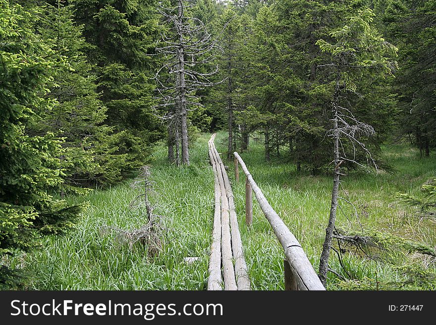 Wooden path