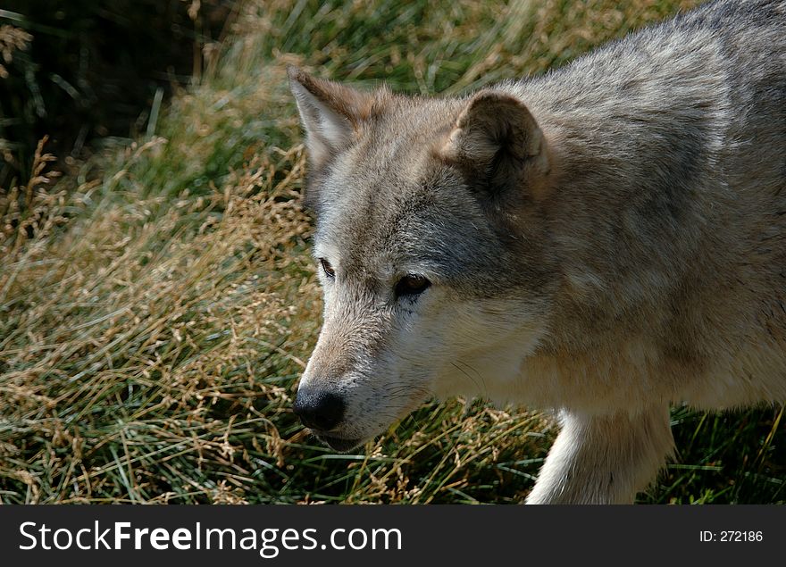 Close up of Timber wolf entering from right hand side