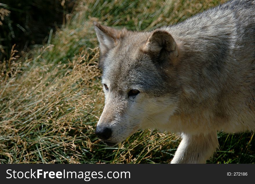 Close Up Of Timber Wolf