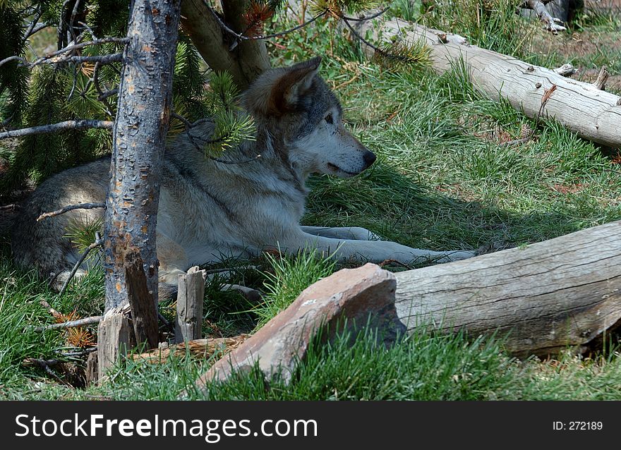 Timber Wolf Relaxing in Shade
