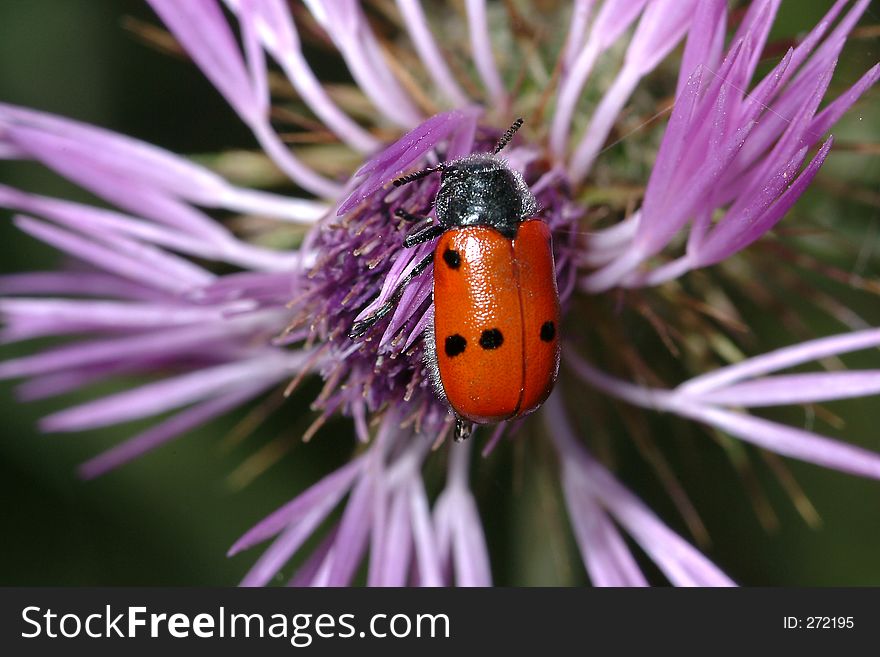 Bug on flower