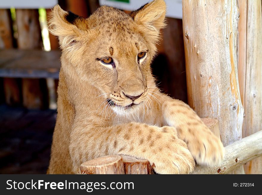 Baby lion close-up. Baby lion close-up