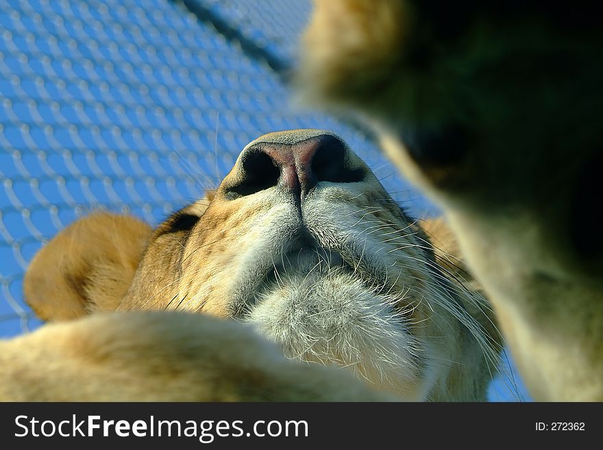 Lioness close-up