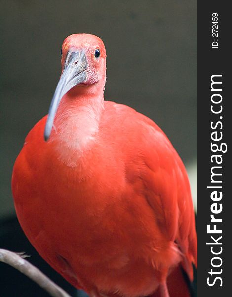 Red Tropical Bird