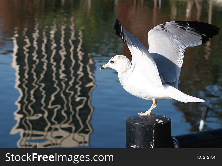 Seagull Ready for Flight