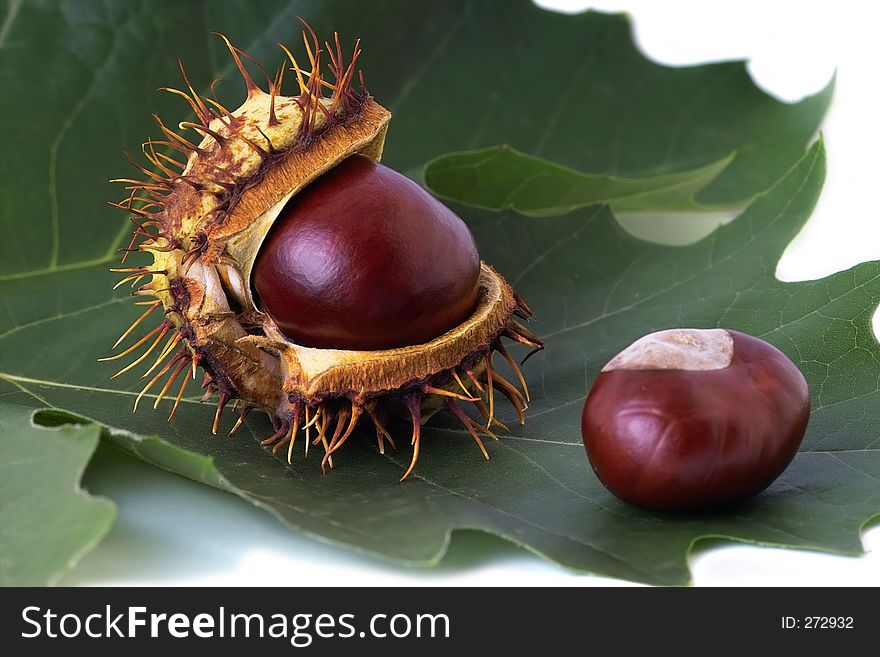 Two brown chestnuts over green leaf. Two brown chestnuts over green leaf