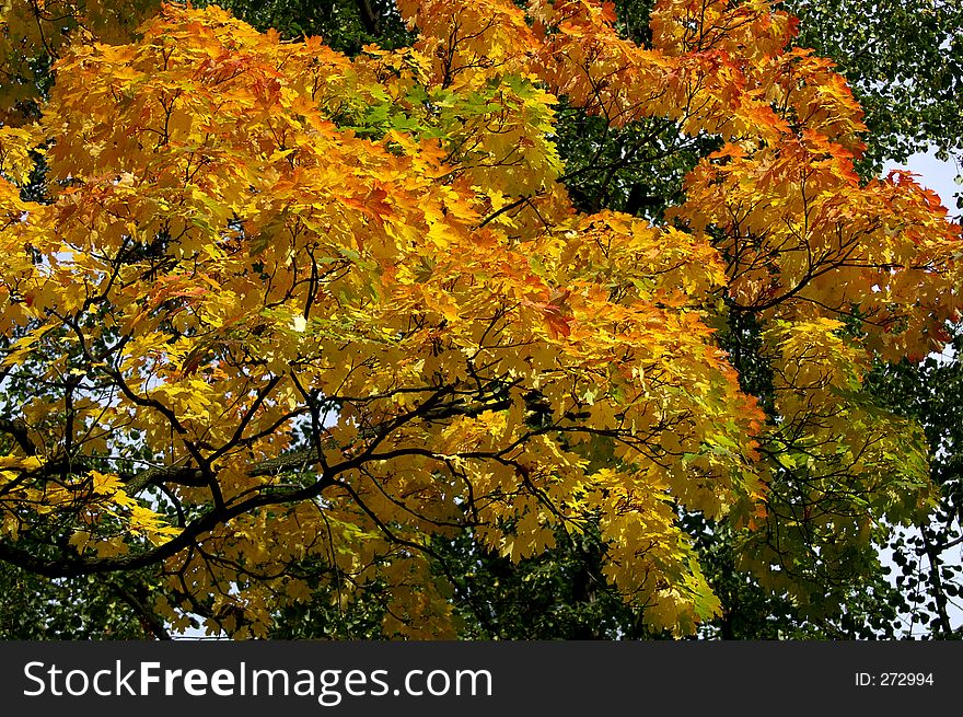 Colorfull leavs in a park during the fall. Colorfull leavs in a park during the fall