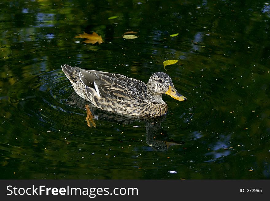 Wild duck - mallard