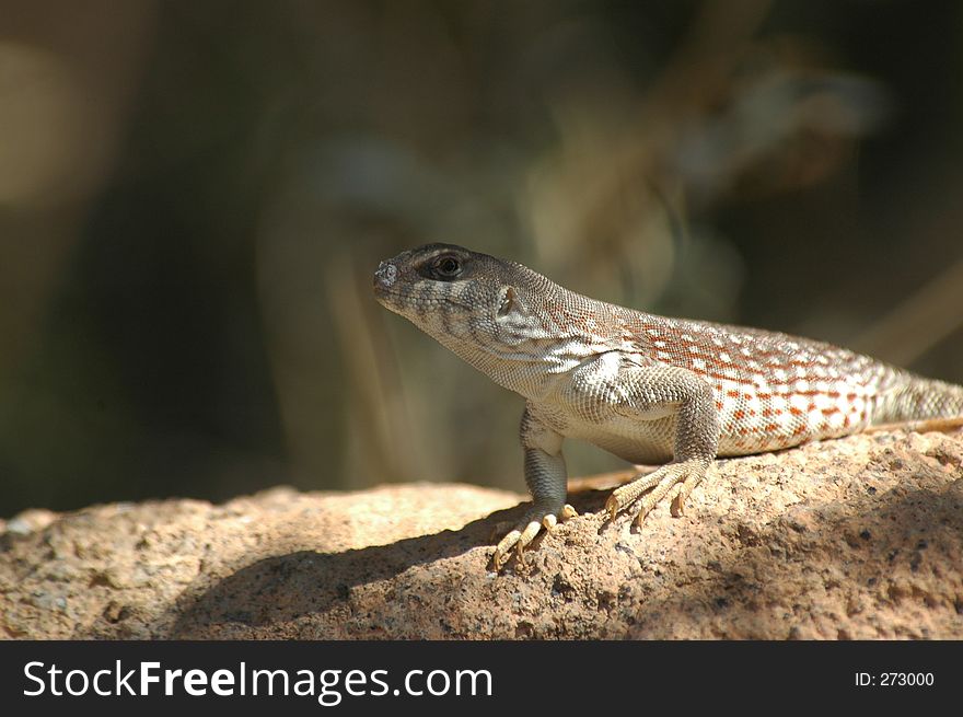 Desert Dweller, an arizona lizard in sun and shade