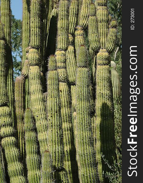 Organ pipe cactus as background