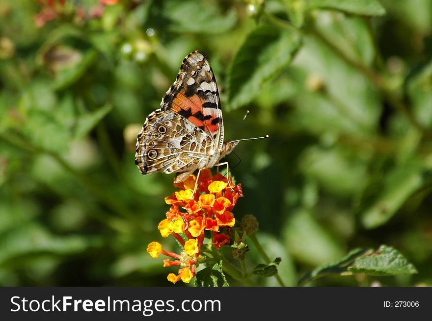 Butterfly perched on flower horizontal