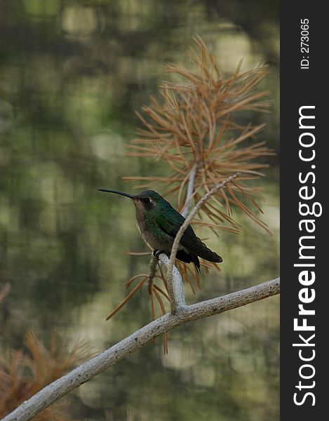 Perched hummingbird