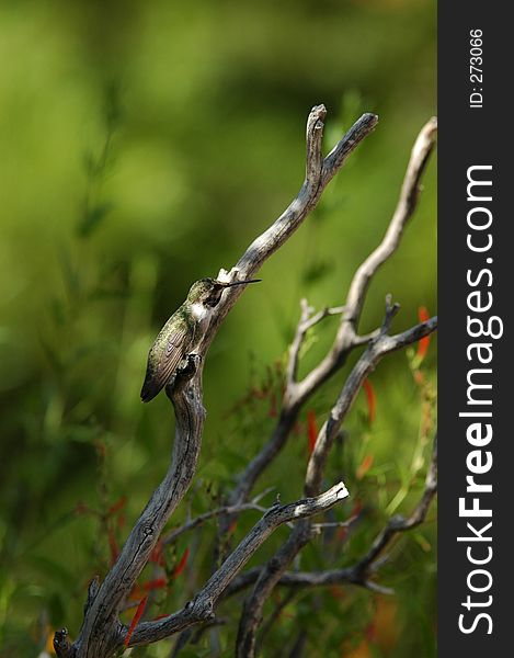 Perched hummingbird with captioning space