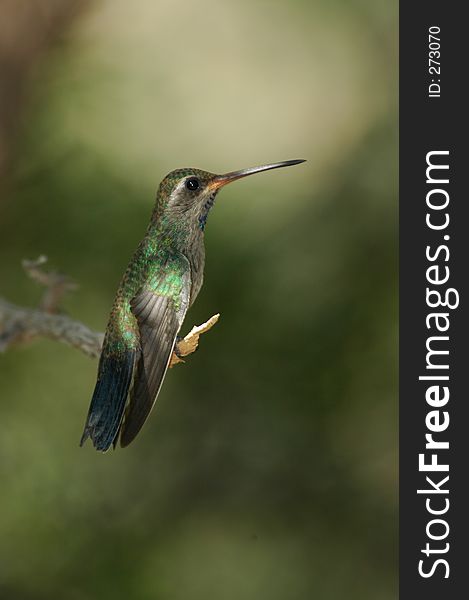 Perched hummingbird with captioning space