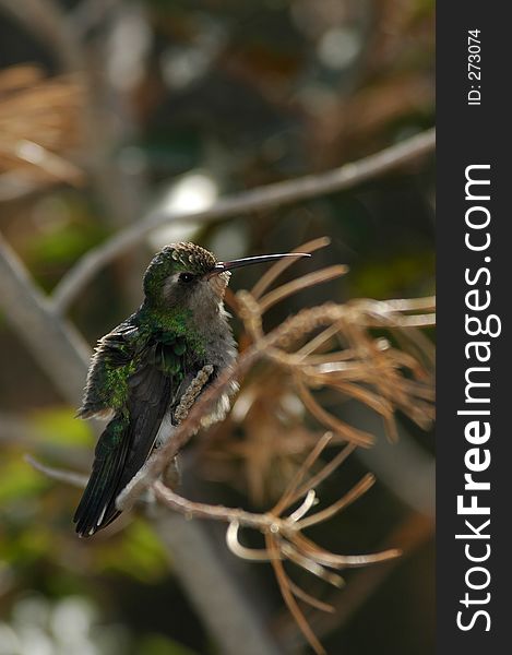 Perched hummingbird with captioning space