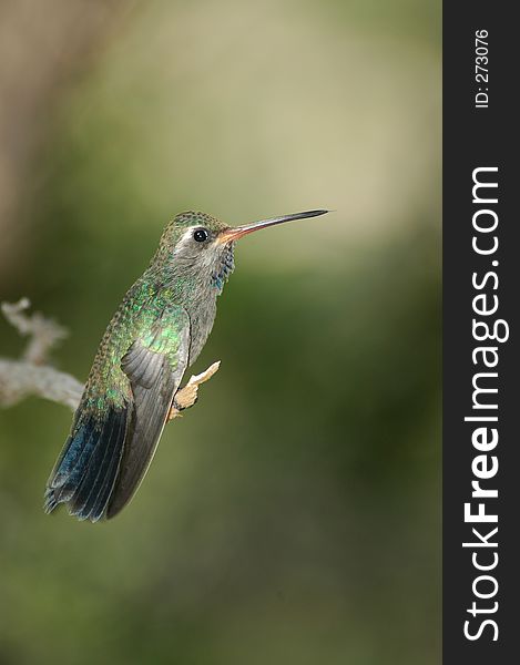 Perched hummingbird vertical presentation