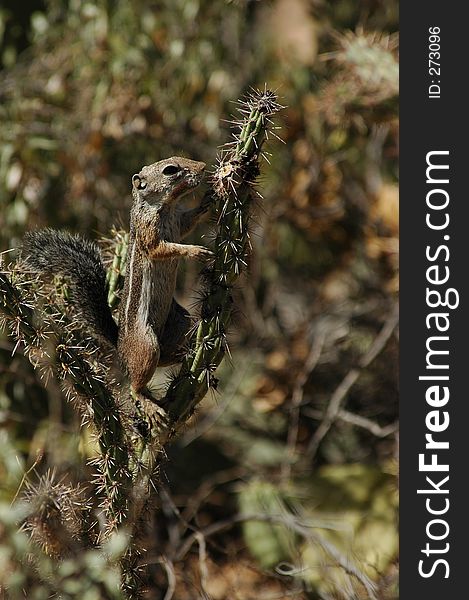 Squirrel climbing cactus risky business concept