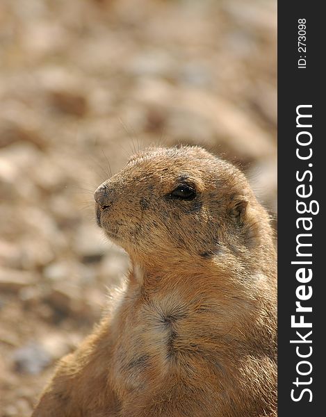 Black-footed Prarie dog with captioning space