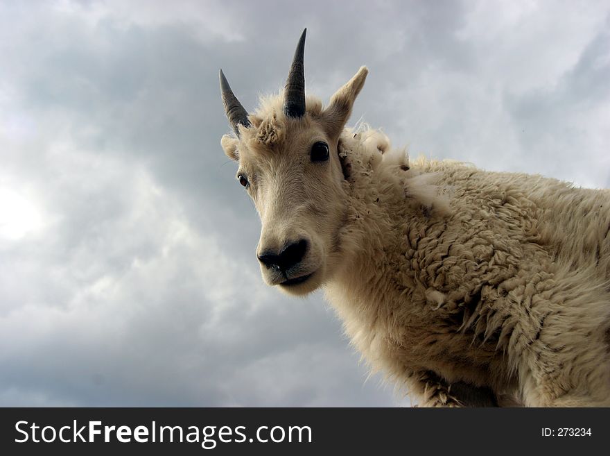 A young mountain goat looking down at me on mt. Evans CO. A young mountain goat looking down at me on mt. Evans CO