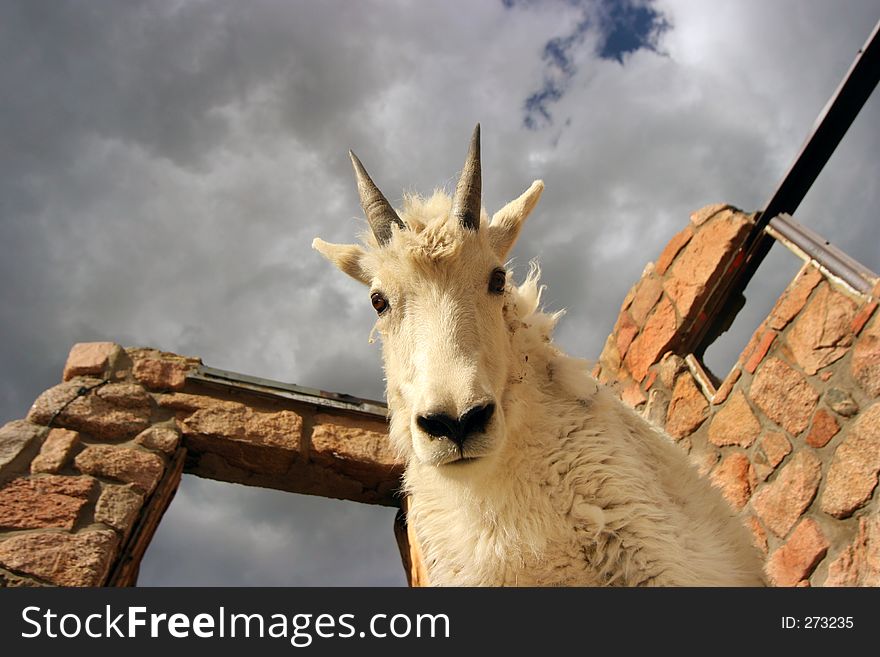 A young mountain goat looking down at me from building on top of Mt. evans. A young mountain goat looking down at me from building on top of Mt. evans