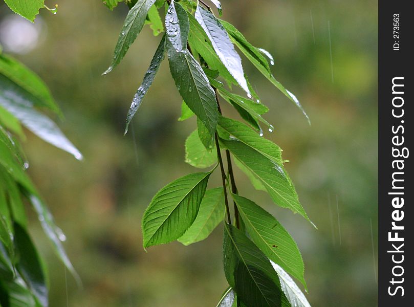 Weeping Cherry Leaves