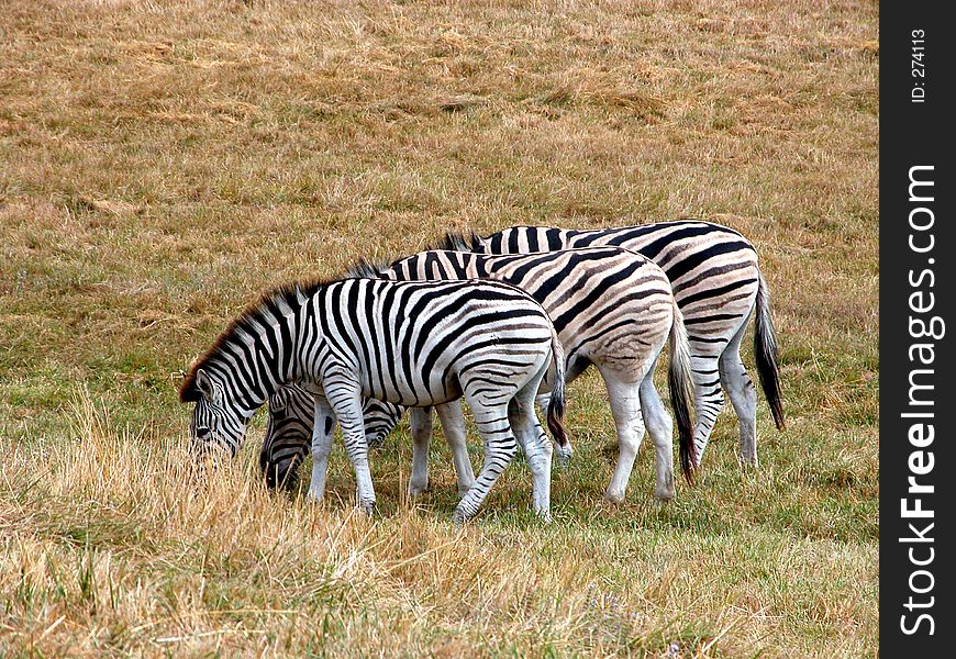 Zebras eating lunch in the wild. Zebras eating lunch in the wild
