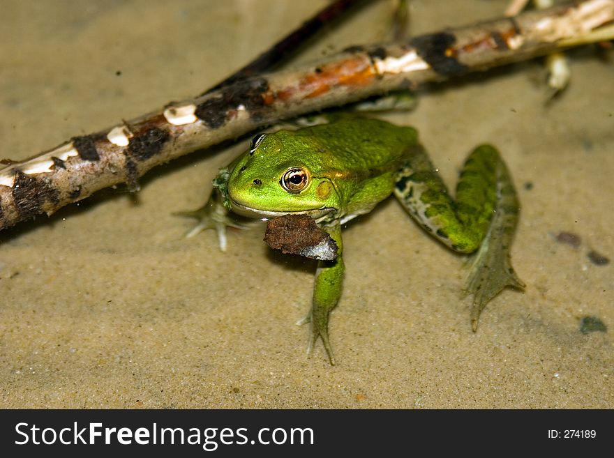 Frog in water