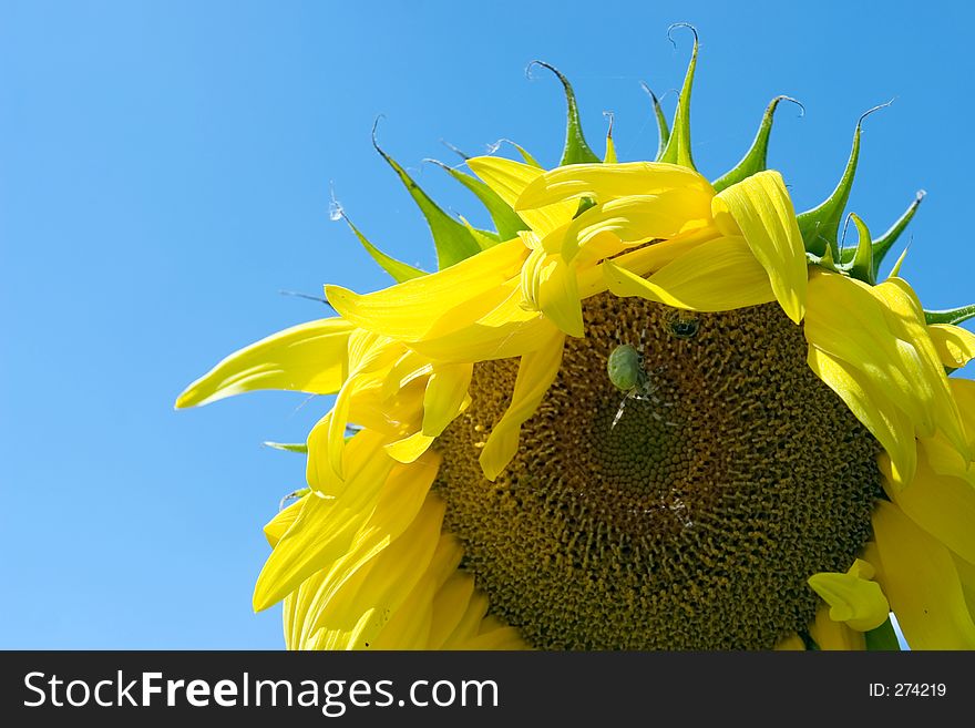 The sunflower on blue sky background