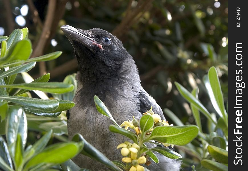 Crow chick in the bush